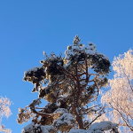 Tammikuun uutiskirje on nyt julkaistu!